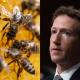 A rare species of bee prevented Mark Zuckerberg from building a nuclear data center