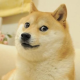 Kabosu, the legendary meme dog who became the face of Dogecoin, has died