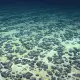 Researchers have discovered oxygen-producing "battery rocks" on the ocean floor