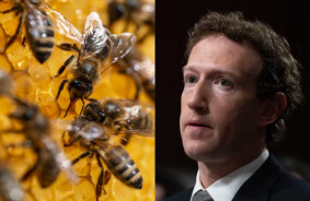 A rare species of bee prevented Mark Zuckerberg from building a nuclear data center