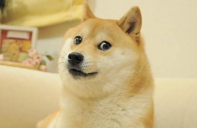Kabosu, the legendary meme dog who became the face of Dogecoin, has died