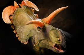 Meet Loki. Paleontologists have identified a new species of dinosaur - a relative of Triceratops with bizarre horns