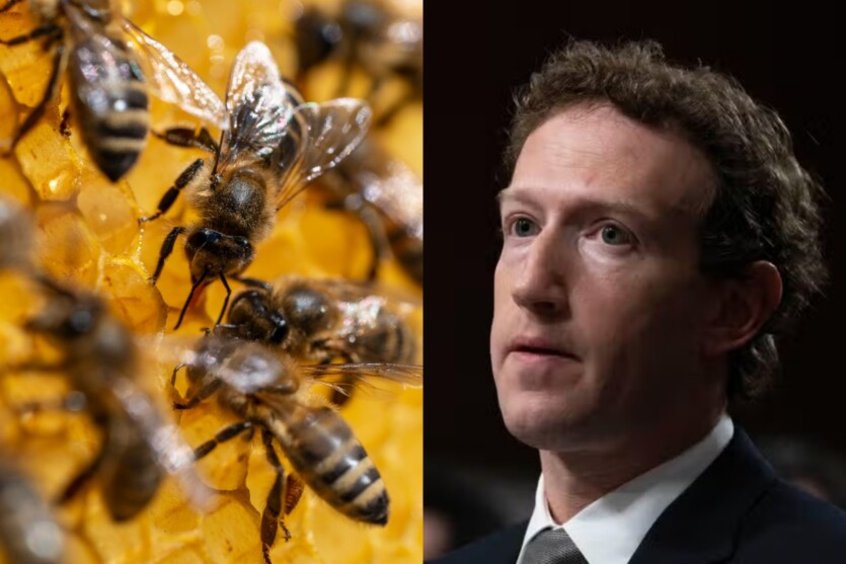 A rare species of bee prevented Mark Zuckerberg from building a nuclear data center