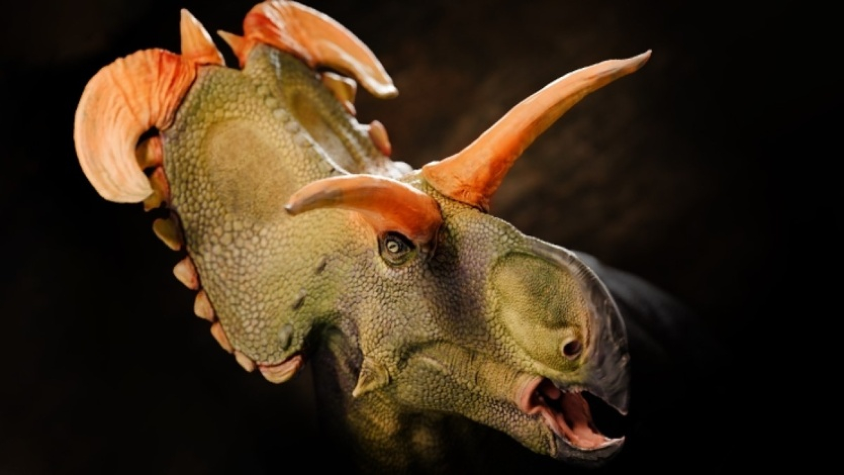 Meet Loki. Paleontologists have identified a new species of dinosaur - a relative of Triceratops with bizarre horns